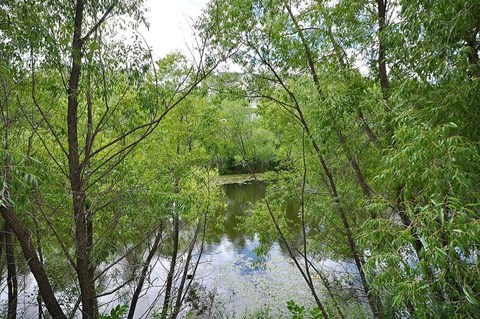 A serene landscape with a body of water surrounded by trees.