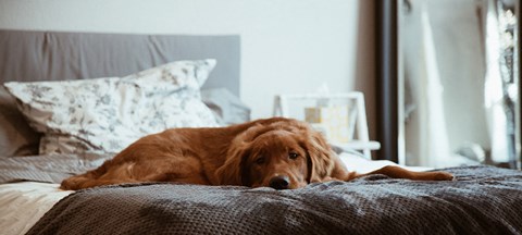 a dog laying on a bed in a bedroom