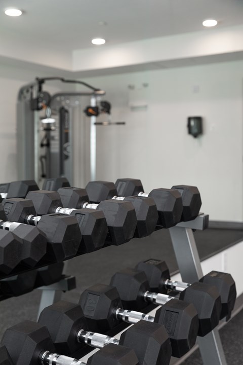 A gym with a row of black dumbbells on a rack.