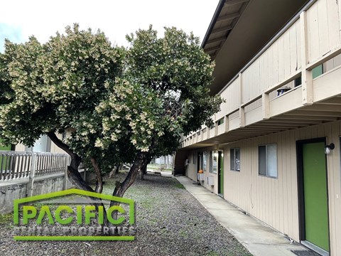 a path between two buildings with trees in the middle