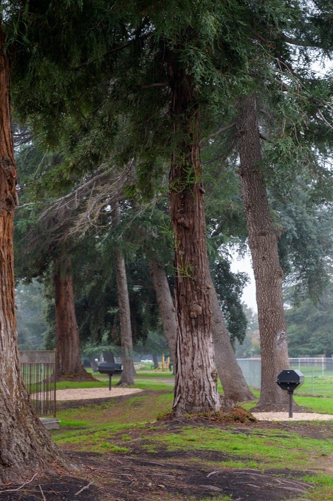 BBQ Area in Green Belt with Tall Pine Trees