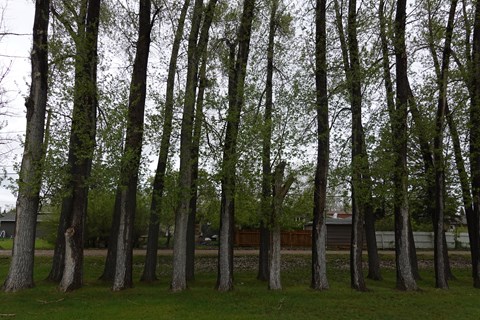 Treeline