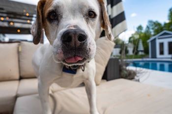a brown and white dog sitting on a couch next to a pool