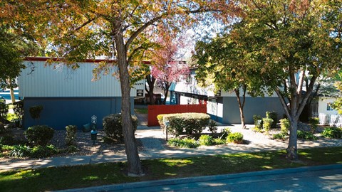 A tree with red leaves stands in front of a blue building.