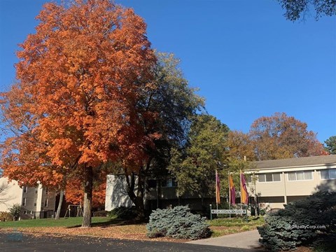 A tree with orange leaves stands in front of a building.