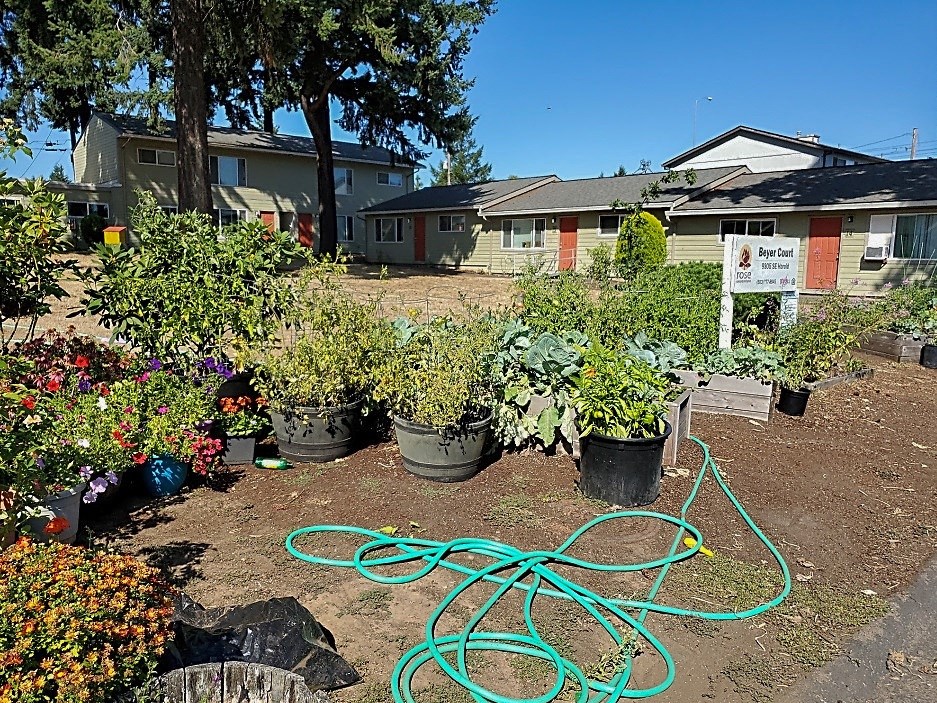 a garden with plants and a hose on the ground