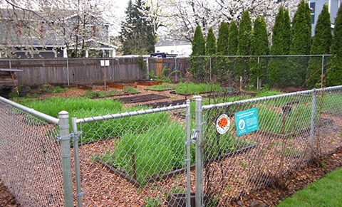 A chain link fence surrounds a garden area.