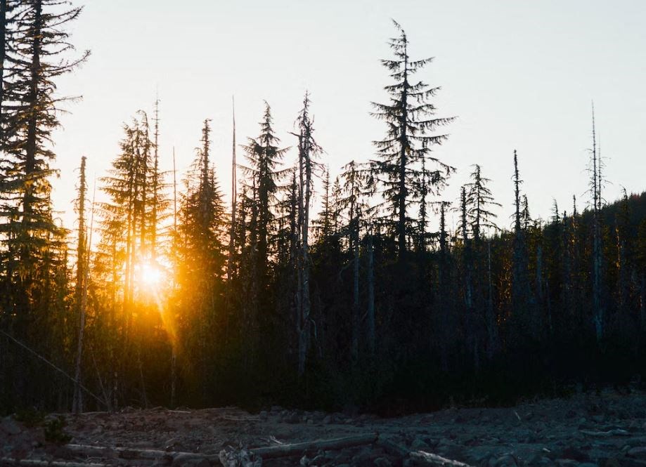 the sun shining through the trees of a forest