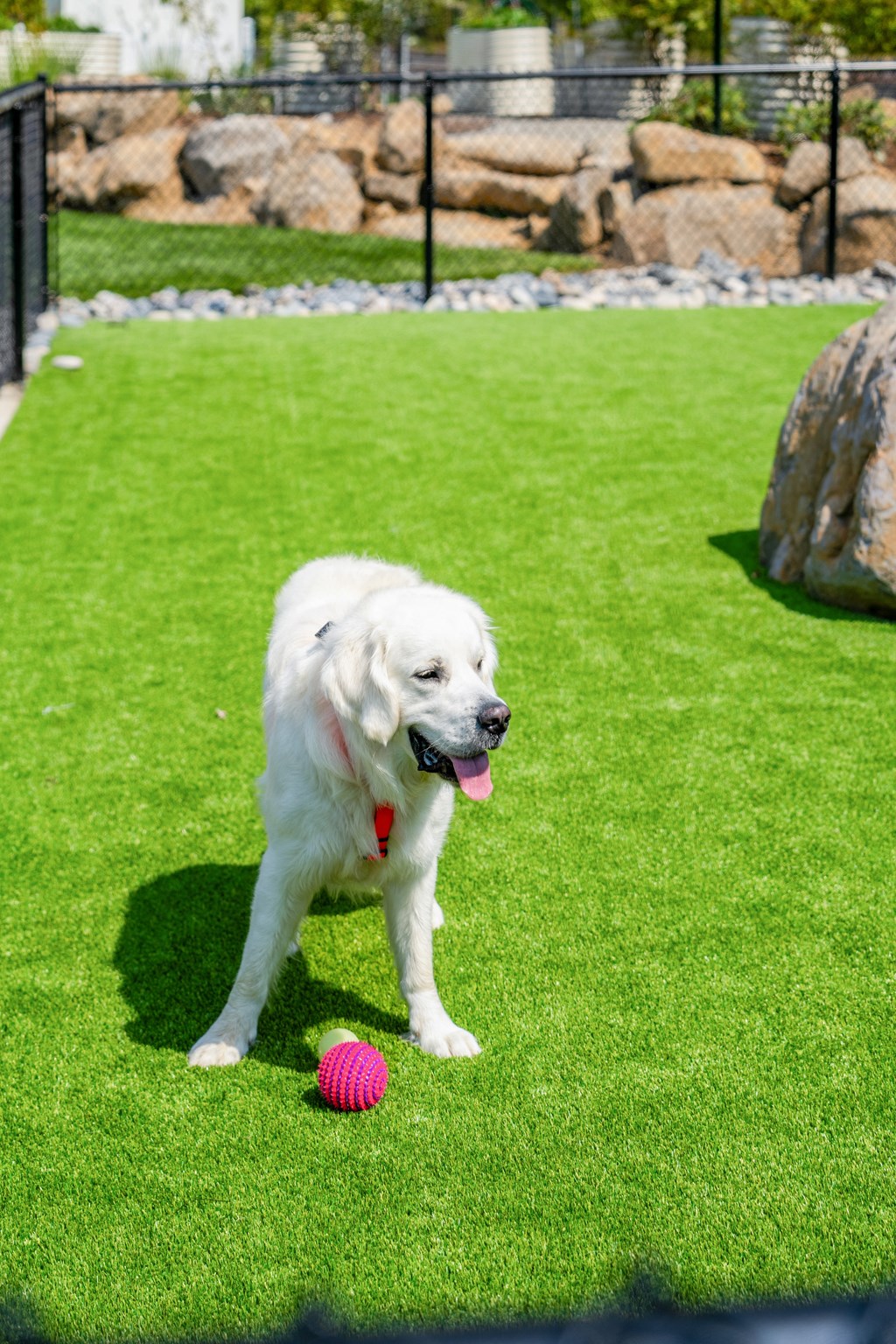 a white dog playing with a ball on the grass