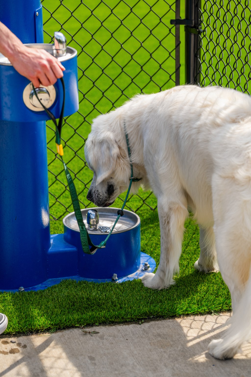 a large white dog drinking water from a water fountain