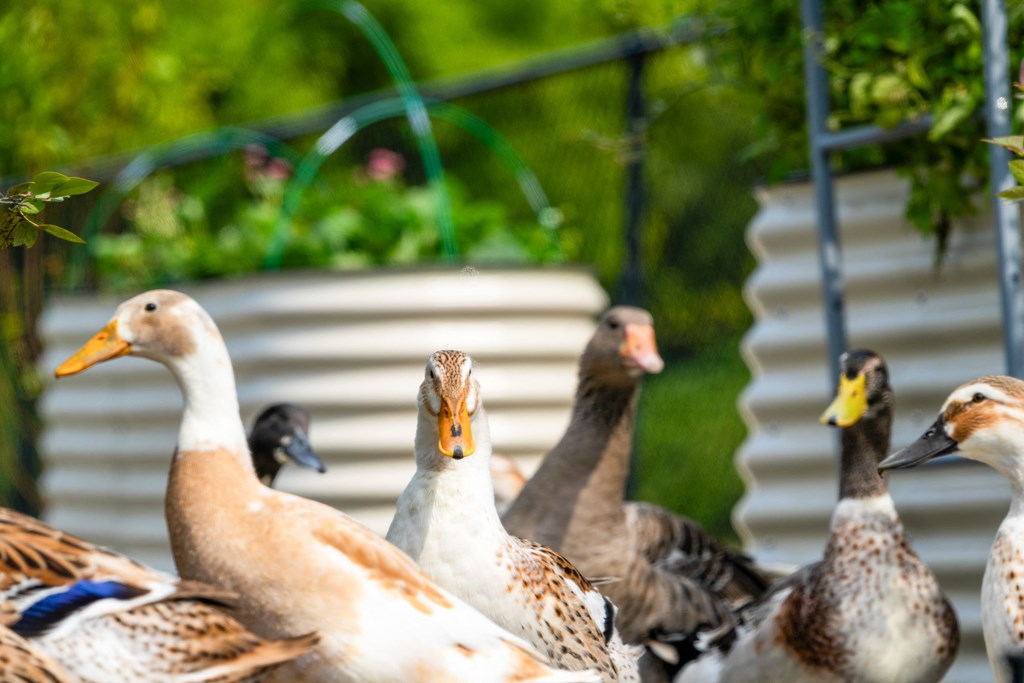 a flock of ducks standing next to a fence