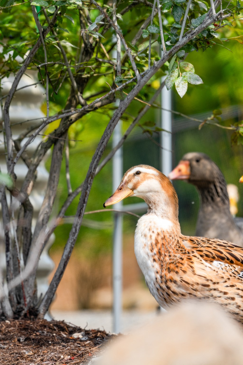 two ducks standing next to a tree