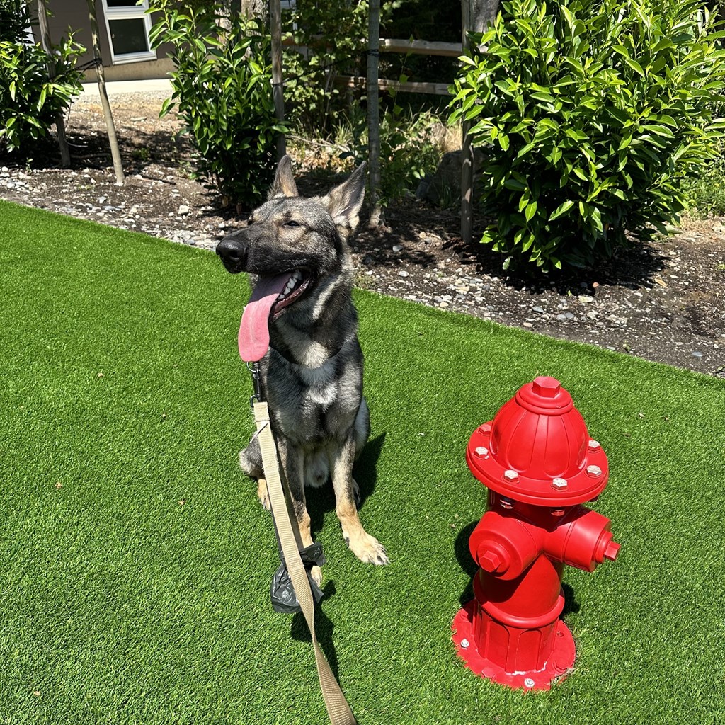 Tan and Gray dog sitting on grass next to a red fire hydrant