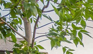 Bascom Village II Apartments, 3077 Matt Drive, Eugene, OR - RentCafe