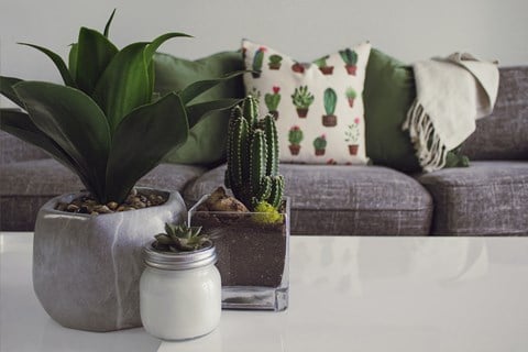 a living room with plants and a couch