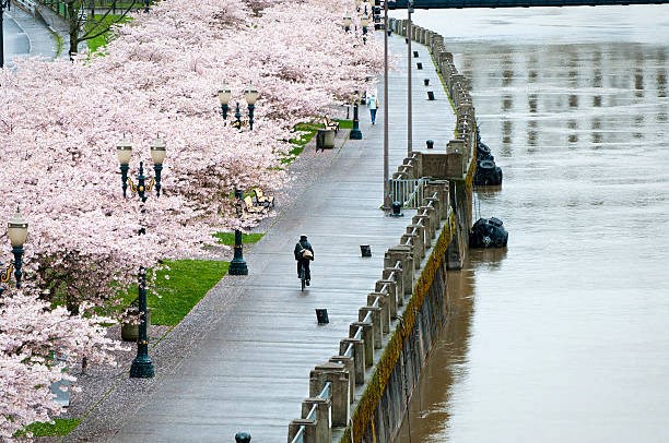 A person rides a bicycle along a walkway lined with cherry blossoms.
