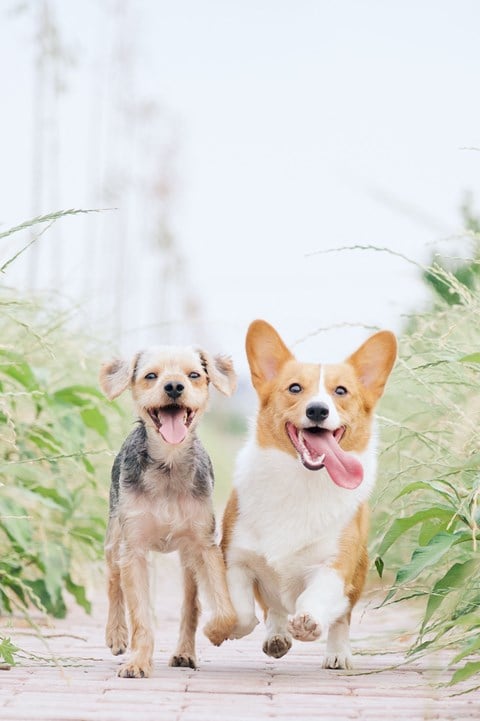 a couple of dogs running on a path