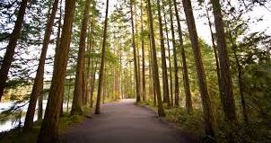 a path through the woods next to a lake