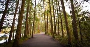 a path through the woods next to a lake