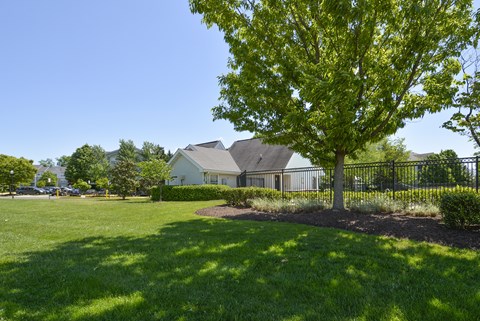 A tree in a grassy field with a house in the background.