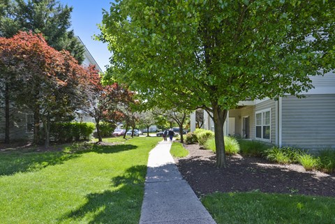 A tree with green leaves is in the foreground of a residential area.