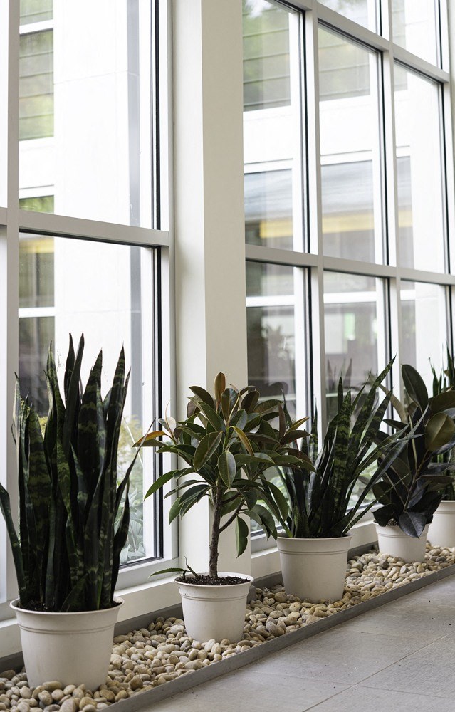 snake plant clean air healthy living common space apartment building