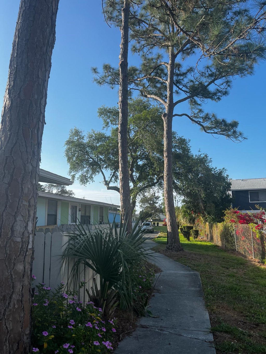 a sidewalk in front of a house with trees