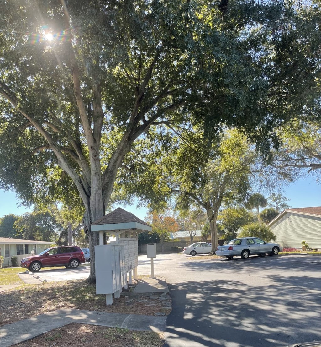 A tree in a sunny aarea