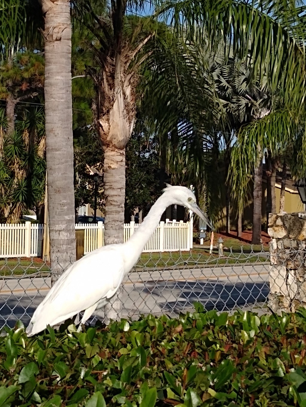 a large white bird standing next to a fence