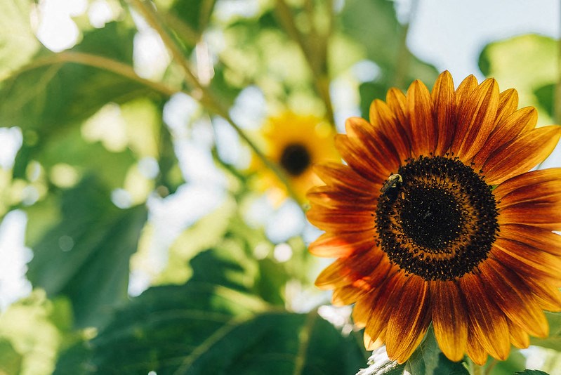 sunflower and sunshine