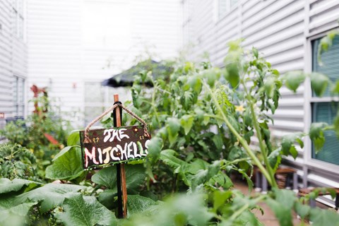 Community garden with plants