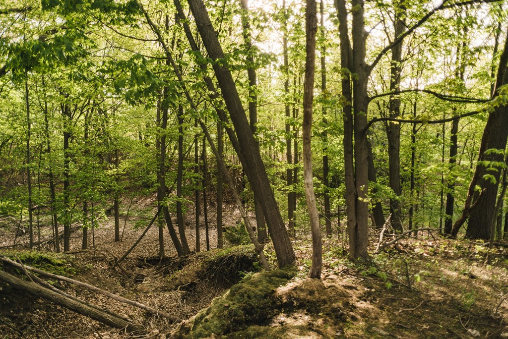 wooded area behind apartment community