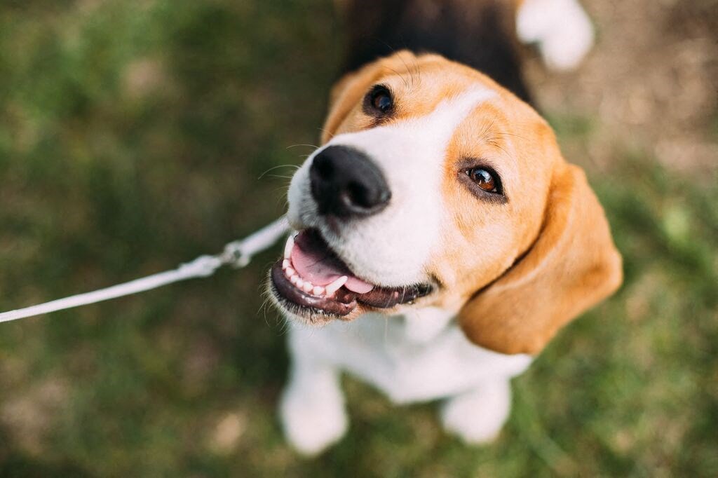 a brown and white dog on a leash