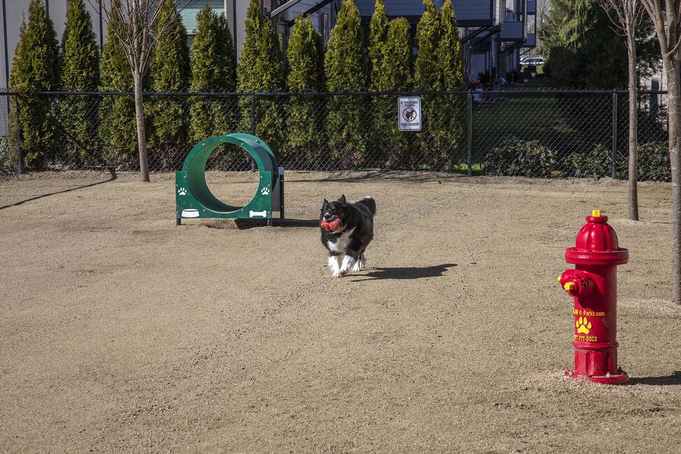 a black and white dog standing next to a red fire hydrant