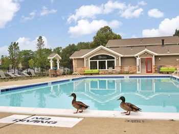Swimming Pool Pool - Photo Gallery 2