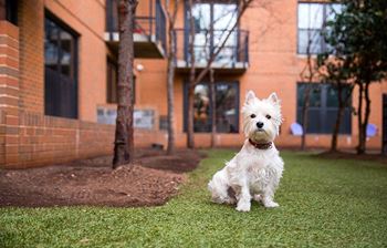 a small white dog sitting on the grass in front of a brick building at Yale West, Washington, DC, 20001