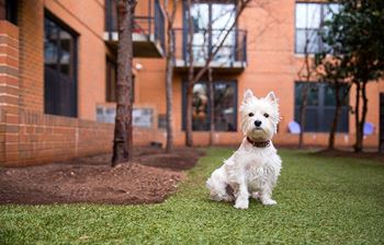 a small white dog sitting on the grass in front of a brick building at Yale West, Washington