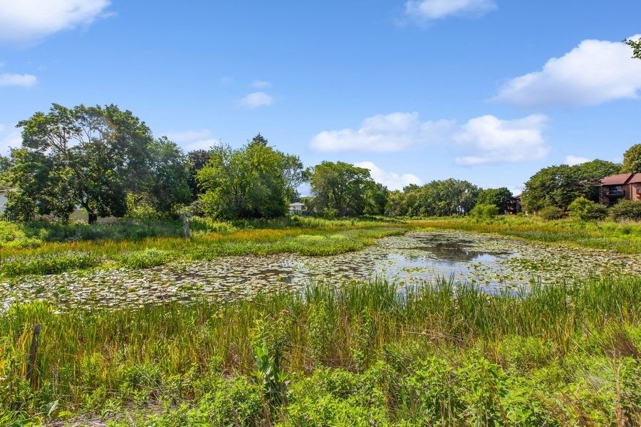 a wetland with lily pads and trees in the background