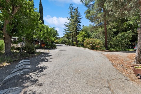 A tree-lined street with a white line on the side.
