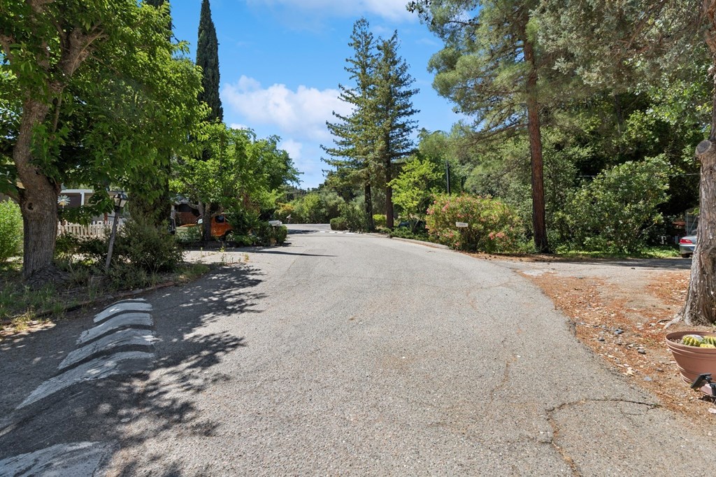 A tree-lined street with a white line on the side.