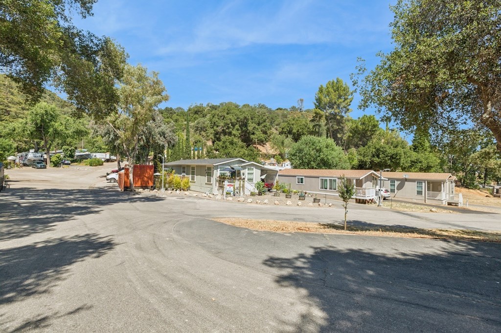 A small tree stands in the middle of a paved area.