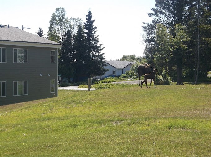 moose grazing on apartment grounds at Conifer Woods Apartments, Homer, AK