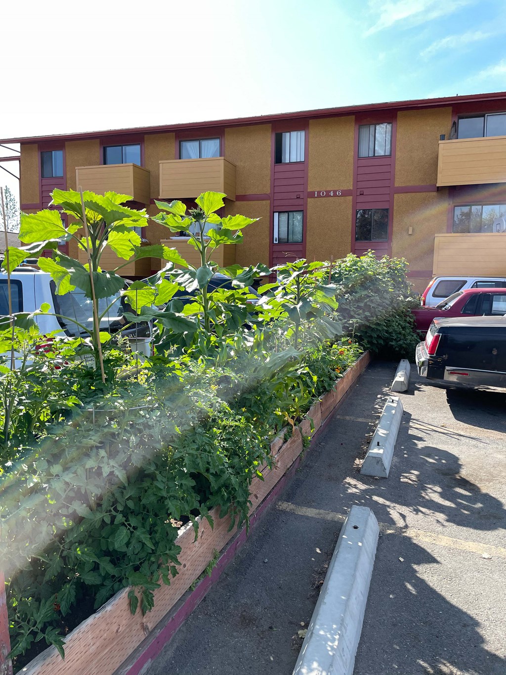 a row of plants in a garden in front of a building
