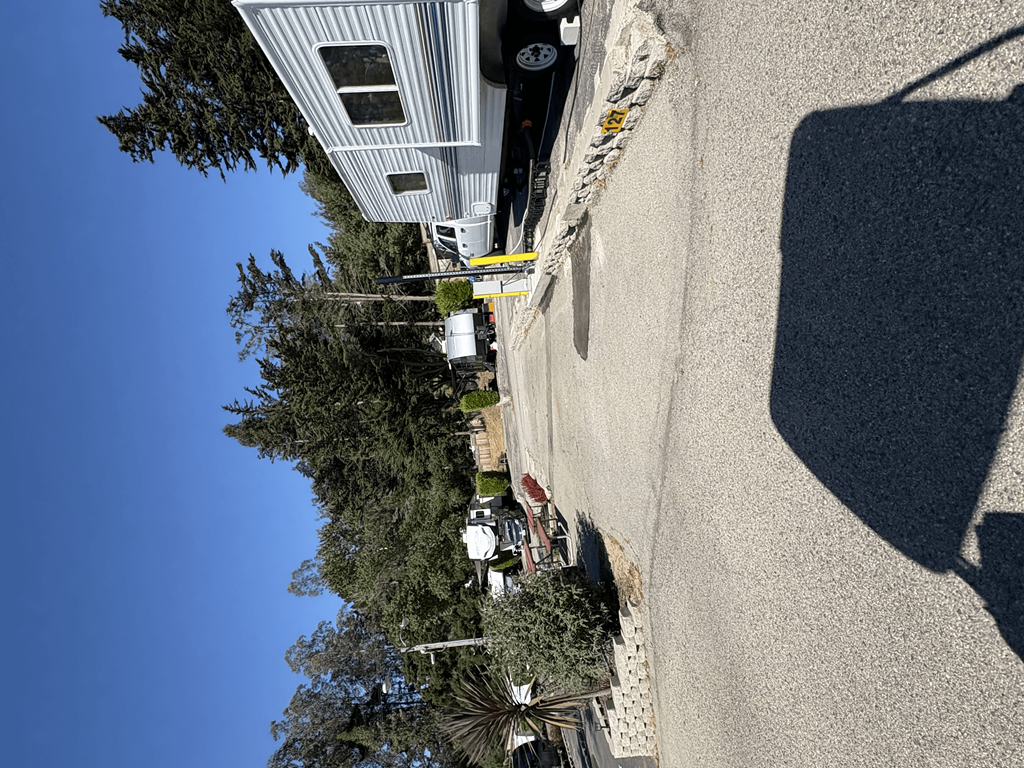 A clear blue sky is visible above a row of trees.