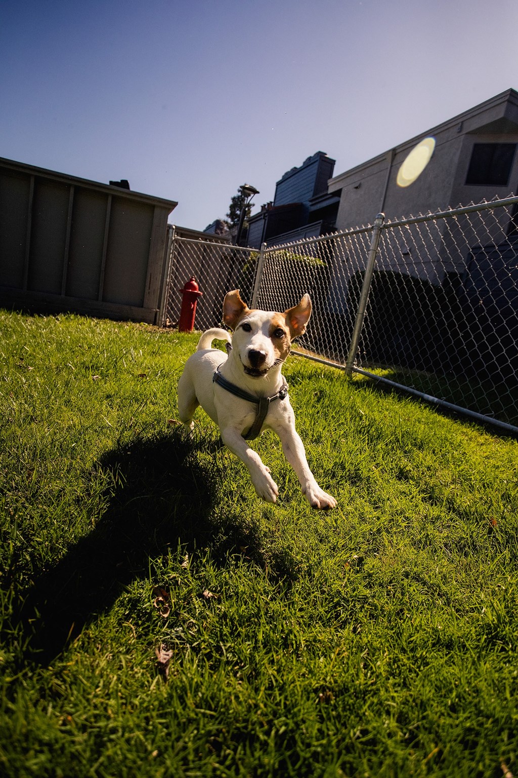 a brown and white dog running in the grass