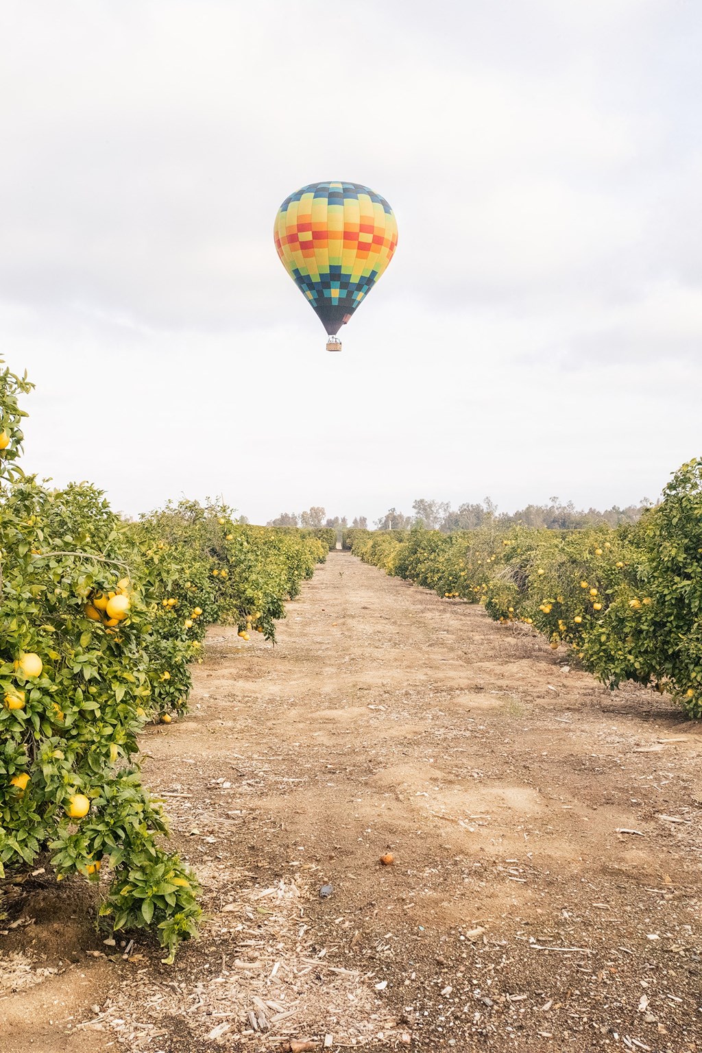 a hot air balloon flying over a dirt road and orange trees at Arrive Temecula, California ,92591