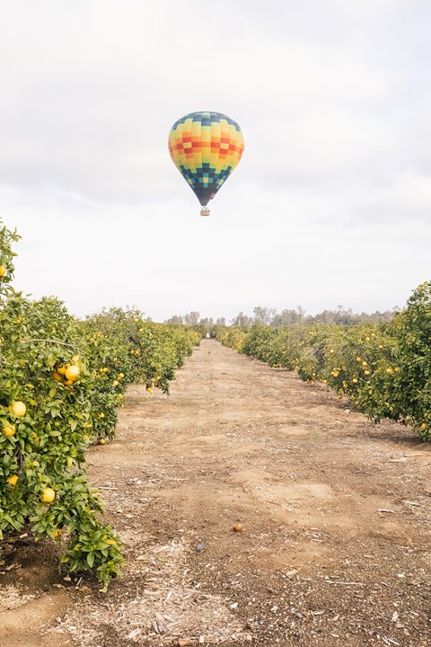 a hot air balloon flying over a dirt road and orange trees