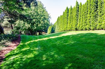 a lush green lawn with trees in the background