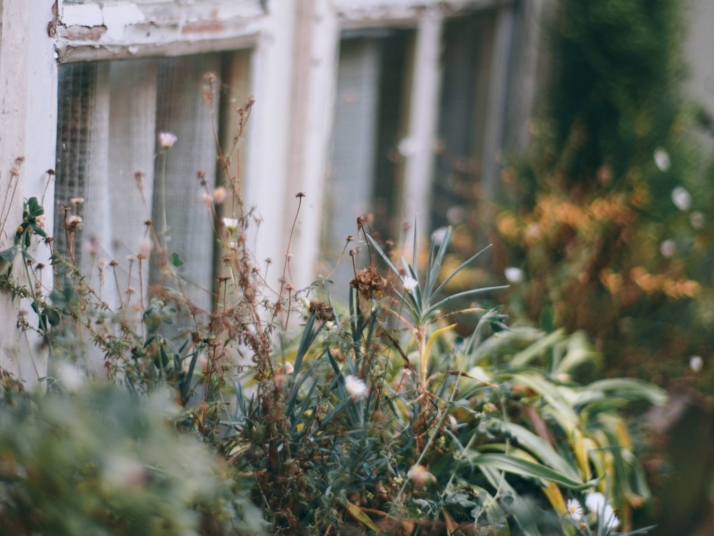 fence plants in front of it