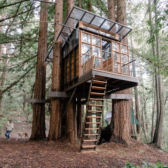A treehouse in a forest with a ladder leading up to it.